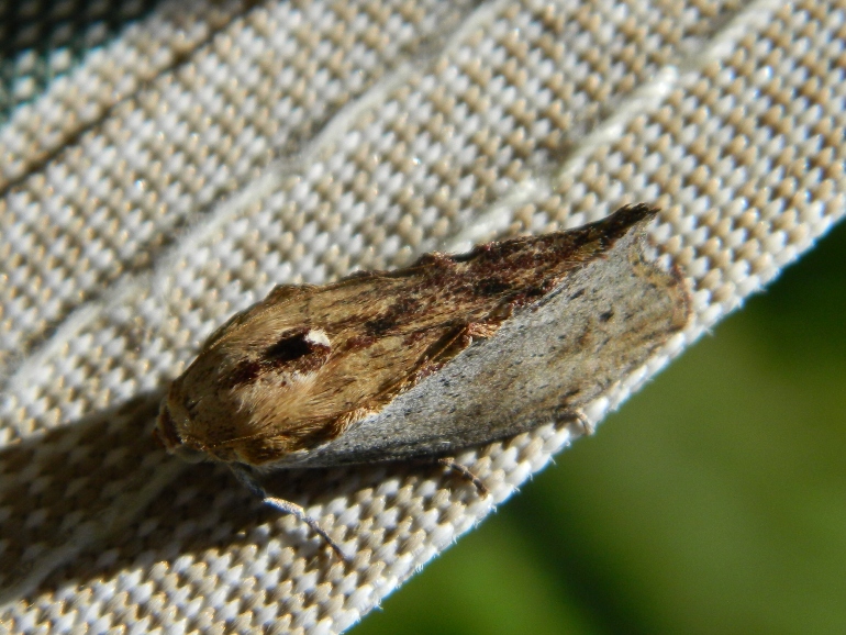 Lepidottero da identificare   - Galleria mellonella